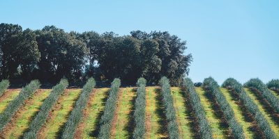 Oliveti-intensivi-irrigazione-goccia