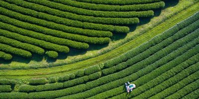 tea-picking-aerial-view-royalty-free-image-1682519282